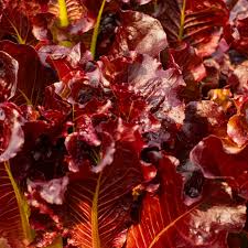 1000 Red Salad Bowl Lettuce Seeds - Heirloom Non-GMO Lactuca sativa - Fast-Growing Deep Red Leaves for Fresh Salads