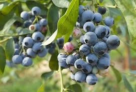Blueberry Cuttings (10) 6-10" Elizabeth & Chandler, Easy to Root Northern Highbush Shrubs, Vaccinium corymbosum