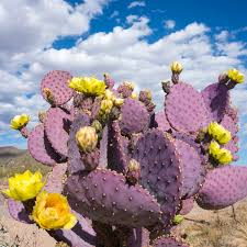 Santa Rita Purple Prickly Pear Cutting 6" | Unrooted Cactus Pad | Color Shifts Green to Purple | Opuntia Santa-Rita