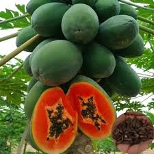 20 Caribbean Red Lady Papaya Seeds - Non-GMO Tropical Fruit Tree - Large Melon Fruits - Carica Papaya