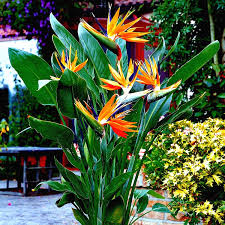 Orange Bird of Paradise Seeds - 45 Tropical Crane Flower Seeds (Strelitzia reginae) for USDA Zones 9-11, Exotic Blooms