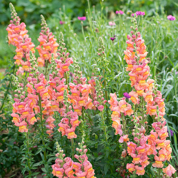Snapdragon Seeds - 1000+ Early Sunrise Mix - Antirrhinum majus - Vibrant Yellow, Orange, Pink Cut Flowers for Garden