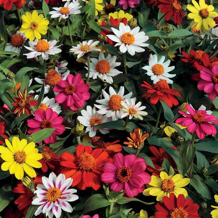 Zahara Single Mix Zinnia Seeds 100+ Count - Bright Colorful Annual Flowers, Heat & Drought Tolerant - Zinnia marylandica