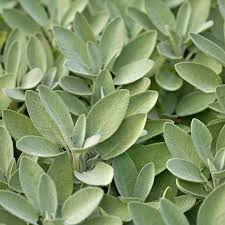 50 Seeds Extrakta Sage, Aromatic Culinary Herb, Salvia officinalis, Drought-Tolerant, Pollinator-Friendly, Heirloom Quality