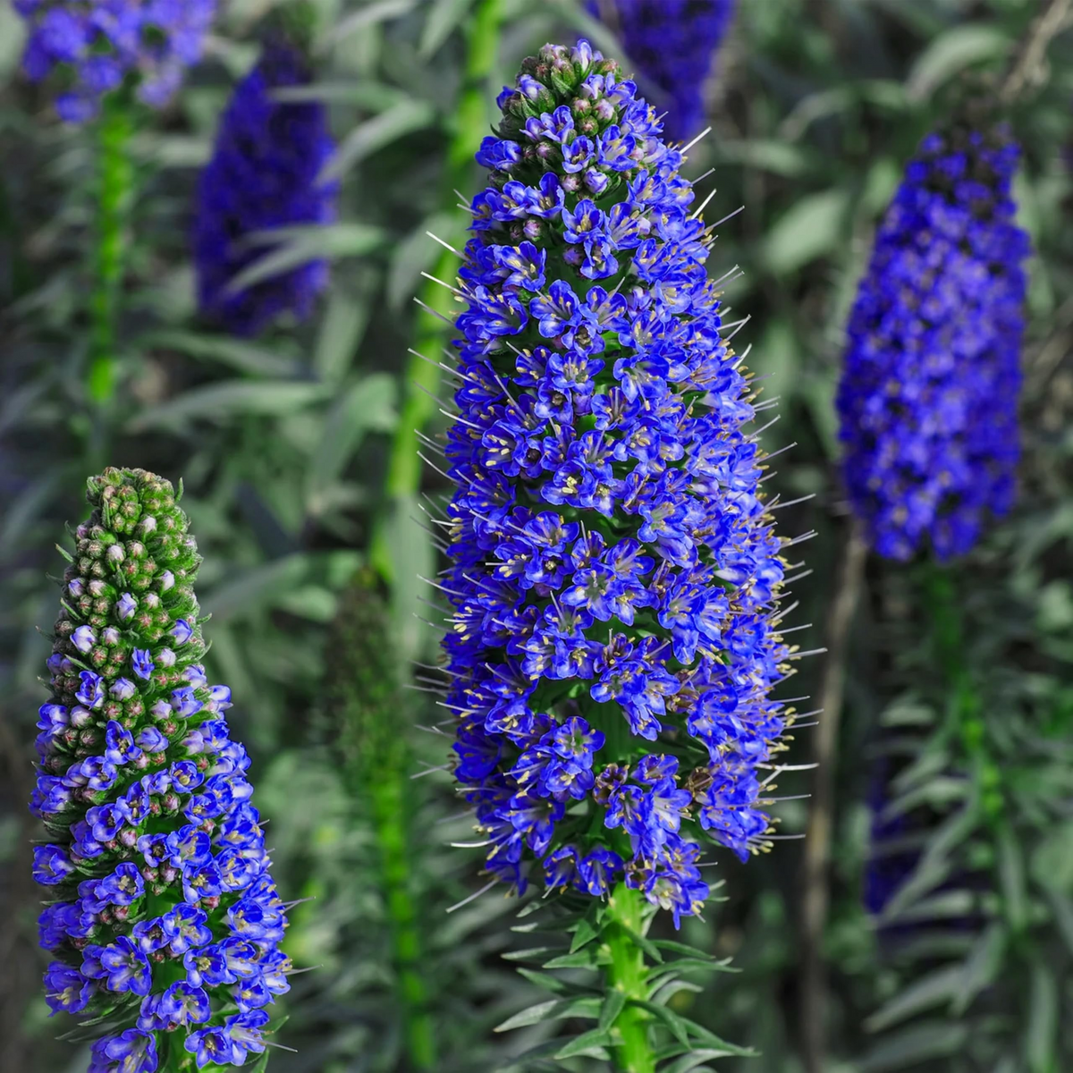 20 Pride of Madeira Seeds - Blue Tower of Jewels - Fast Growing Pollinator Friendly - Echium fastuosum