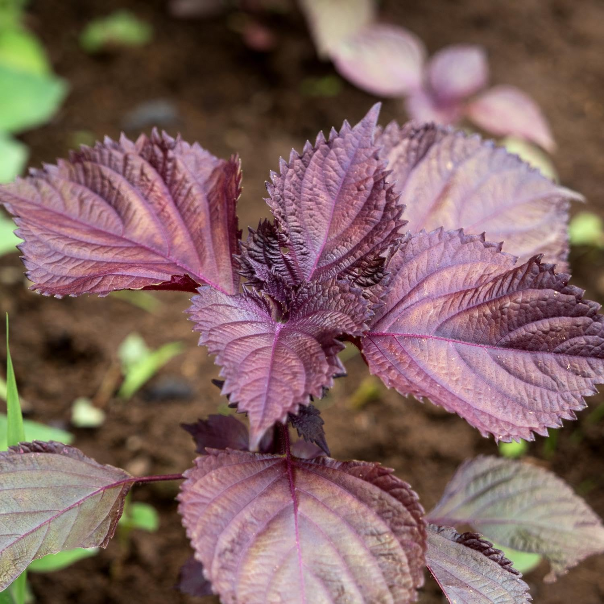 100 Seeds Perilla Red Aka Shiso Herb - Perilla frutescens | Heirloom Asian Cuisine Planting Seeds, Aromatic Flavor