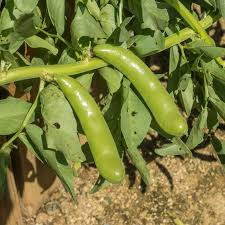 Fava Bean Seeds 5g - Heirloom Non-GMO Broad Beans, High-Yield Protein-Rich Crop, Vicia faba for Garden & Raised Beds