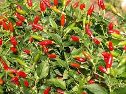 Firecracker Pepper Seeds - 20 Pack, Extra Spicy, Heirloom, Non-GMO, High Yield, Capsicum annuum