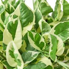 N'Joy Pothos Starter Plant, 2-3 Variegated Leaves, Epipremnum aureum ‘N’Joy’, Low Maintenance Indoor Vine for Home & Office Decor
