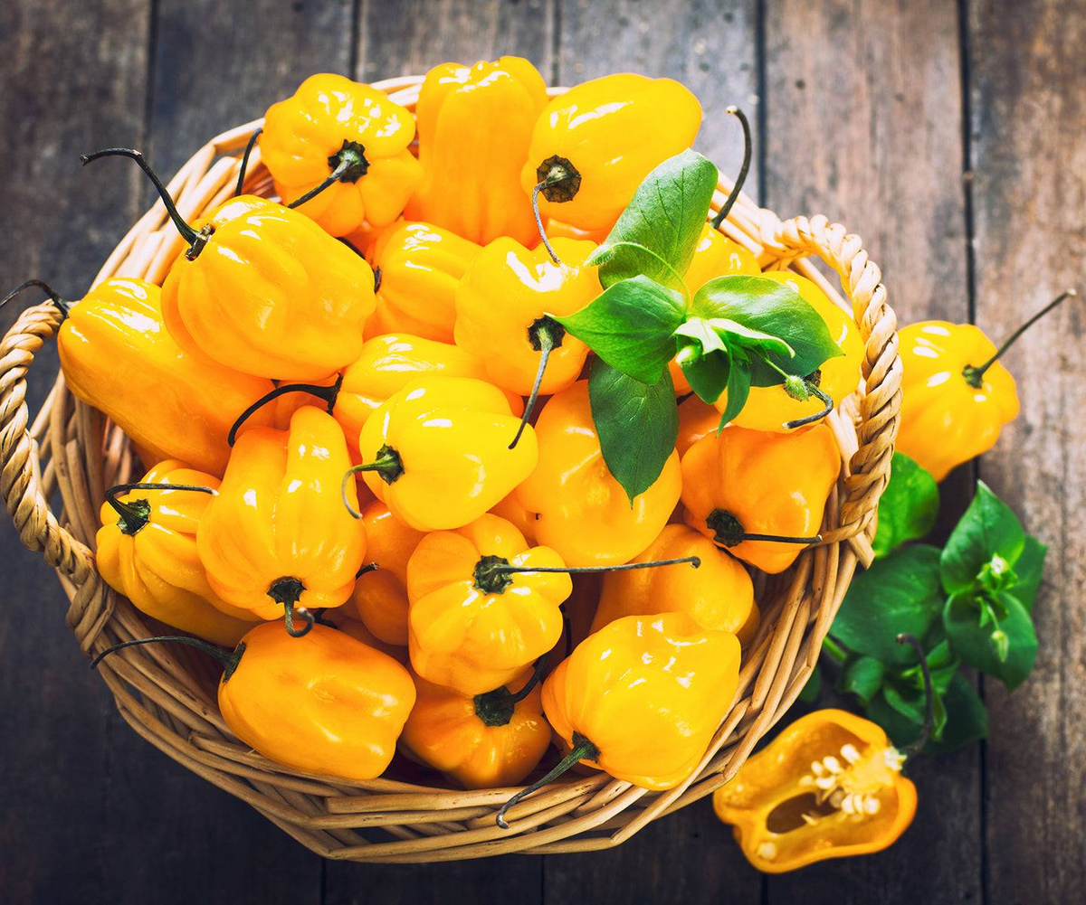 25 Jamaican Yellow Habanero Pepper Seeds - Extra-Hot Chili Capsicum chinense - Fruity Citrus Flavor, Non-GMO, 200,000-300,000 Scoville