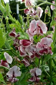 25+ Renardii Geranium Seeds - Pale Violet Flowers & Textured Foliage - Geranium renardii - Drought-Tolerant Perennial