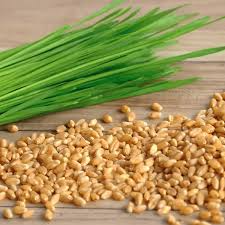 Cat Grass Mix 16 oz - Organic Edible Grasses for Cats - Barley, Wheat, Oat - Pet Safe Seeds for Indoor & Outdoor Cats