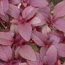 500mg Edible Amaranth Seeds, Red Beauty Variety, Amaranthus tricolor, Heirloom Microgreens for Planting, Nutritious & Fast-Growing