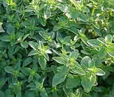 Italian Oregano Seeds 100mg | Heirloom Non-GMO Culinary Herb | Origanum vulgare | Aromatic & Easy to Grow