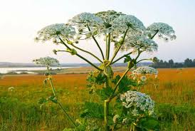 Cow Parsnip Seeds 1g - Heracleum maximum - Native Wildflower with Large White Umbel Blooms - Ideal for Meadow Gardens