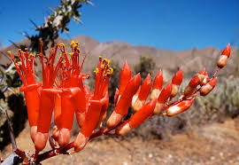 Ocotillo Cutting 4-6" | Fouquieria Splendens | Cold Hardy, Drought-Tolerant Desert Plant | Ideal for Xeriscaping