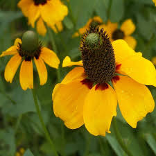 100mg Clasping Coneflower Seeds - Yellow Native Wildflower for Pollinators - Dracopis amplexicaulis