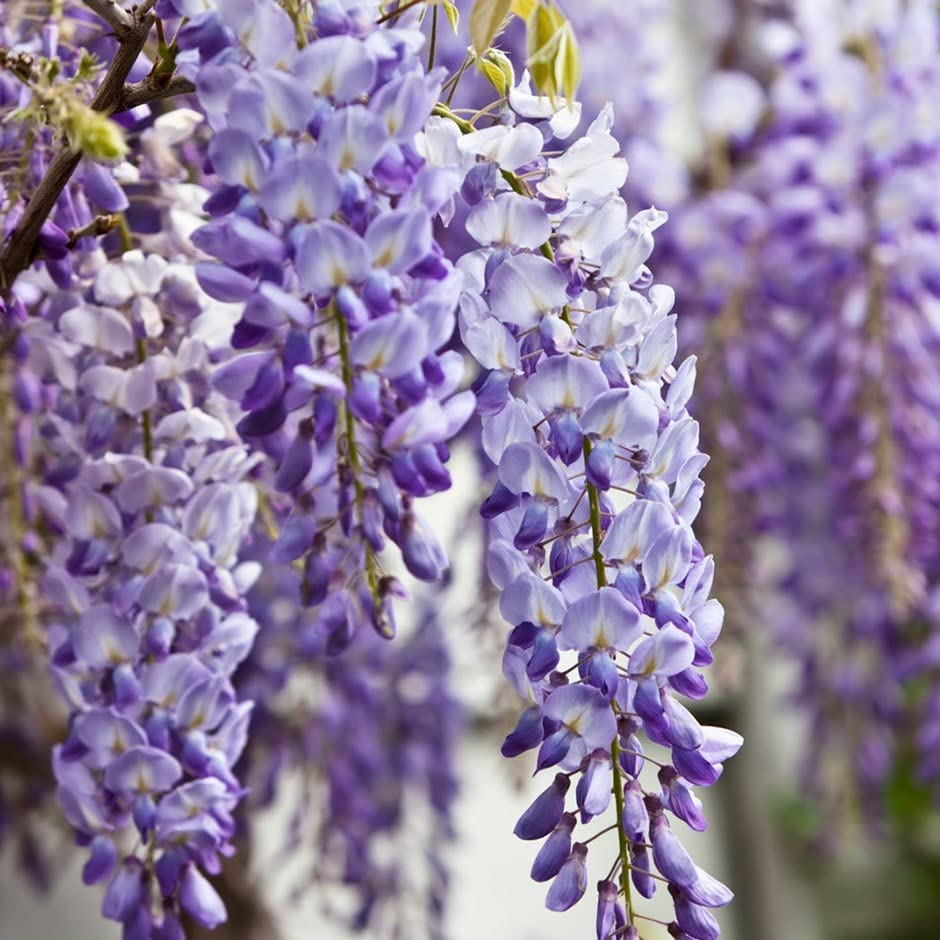 Bare Root Blue Chinese Wisteria Tree 1-2 Ft Live Plant Wisteria sinensis Fragrant Lavender-Blue Blooms