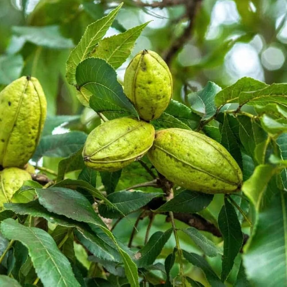 2 Bare-Root Hardy Pecan Tree Seedlings - Carya illinoinensis - Nut-Producing, Fast-Growing, Drought-Tolerant