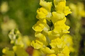 Snapdragon Seeds - 1000+ Rocket Gold Variety - Antirrhinum majus - Bright Golden-Yellow Blooms for Garden & Cut Flowers