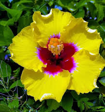 Hibiscus Starter Plant 3-5 Inches Hawaiian Yellow Hibiscus (Hibiscus rosa-sinensis) - Exotic Tropical Blooms, Butterfly Attractor
