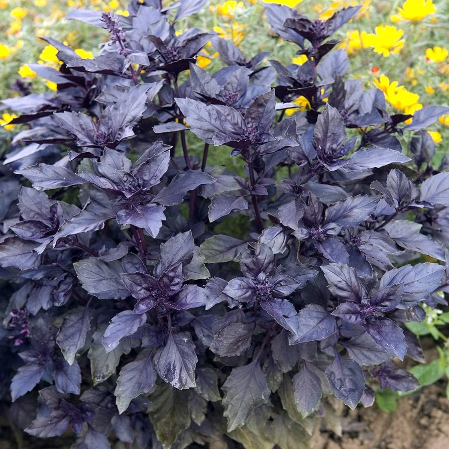 1000 Seeds Dark Opal Basil - Purple Aromatic Herb for Cooking & Gardens, Ocimum basilicum, Easy to Grow