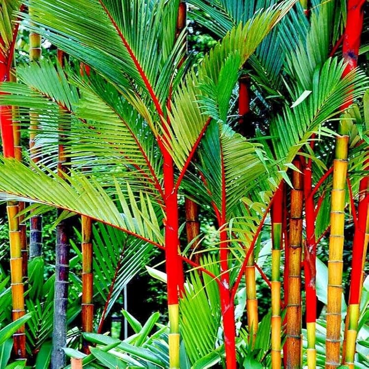 10 Lipstick Palm Seeds - Red Sealing Wax Palm (Cyrtostachys Renda) - Rare Tropical Indoor Plant for Containers