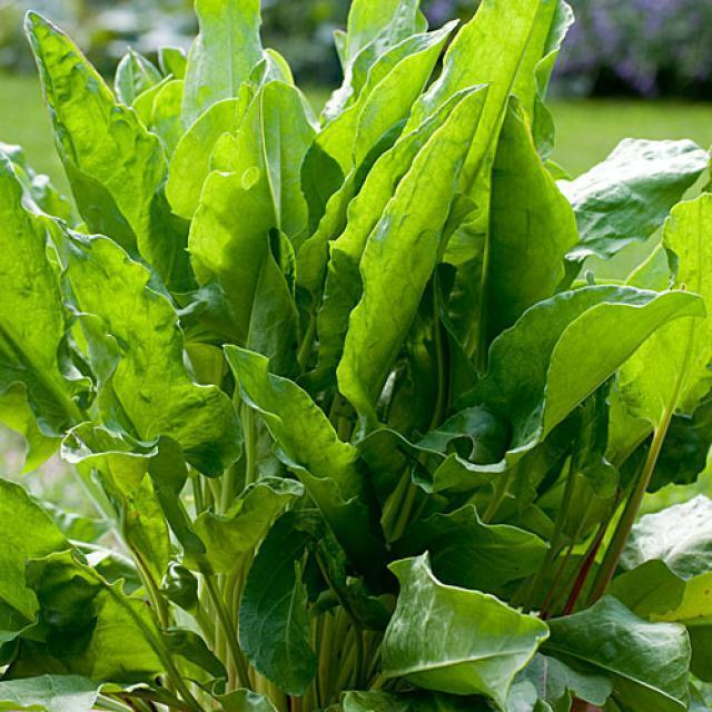 Large Leaf Sorrel Seeds - 400 Count, Edible Perennial Herb (Rumex acetosa) for Fresh Greens, Nutritious Culinary Use