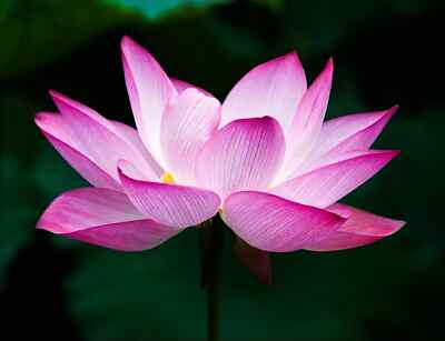 Sacred Lotus Flower Seeds - 5 Edible Aquatic Seeds - Nelumbo nucifera - Pink & White Blooms for Water Gardens