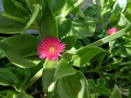 10 Aptenia Cordifolia 'Red Apple' Cuttings (4-7") | Baby Sun Rose Succulent | Red/Pink Blooms | Easy Indoor & Outdoor Growth