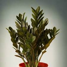 Black Raven ZZ Plant Cutting | 2 Node Fresh Cutting | Pet Safe Indoor Houseplant | Zamiifolia Zamioculcas