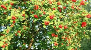2 American Mountain Ash Trees 1-2 Feet Bare Root Sorbus americana - Ornamental Wildlife-Friendly Plants