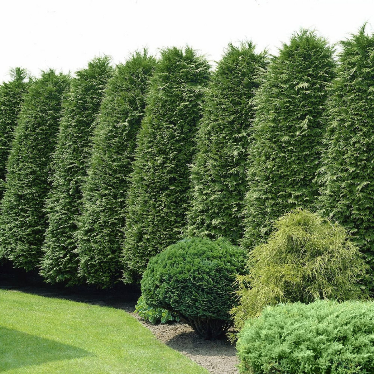 30 Green Giant Thuja Seeds | Thuja plicata | Fast-Growing Evergreen Arborvitae for Privacy Hedges & Landscaping