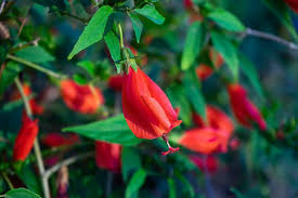 Red Turk's Cap Starter Plant, 5-7 inches, Unique Red Flowers, Malvaviscus arboreus, Pollinator-Friendly, Tropical Garden Plant