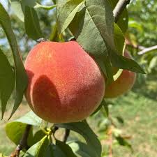 Bare Root Harvester Peach Tree 2-3 Ft - Prunus Persica - Sweet Freestone Peaches for Home Gardens and Orchards