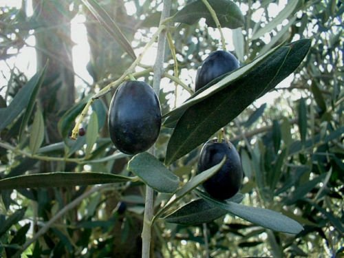 10+ Picual Olive Seeds for Planting - Spanish Variety, Olea europaea - USA Grown, Ideal for Home Gardens and Containers