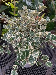Variegated Ficus Triangularis Live Plant 10-12" in 4" Pot - Ficus triangularis variegata, Rare Indoor Houseplant, Air-Purifying
