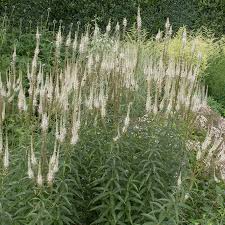 Veronicastrum virginicum Seeds - Culver's Root - Native White Flower Spikes for Pollinator Gardens and Rain Gardens