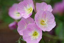 Showy Evening Primrose Seeds 100 Count, Pink Perennial Wildflower, Oenothera speciosa, Pollinator-Friendly Ground Cover