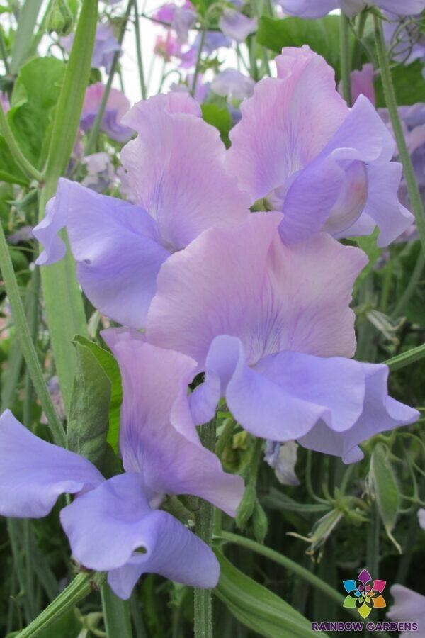 50+ Sweet Pea Seeds - Fragrant Deep Pink Blooms - Lathyrus odoratus - Climbing Vines for Trellises & Bouquets - USA
