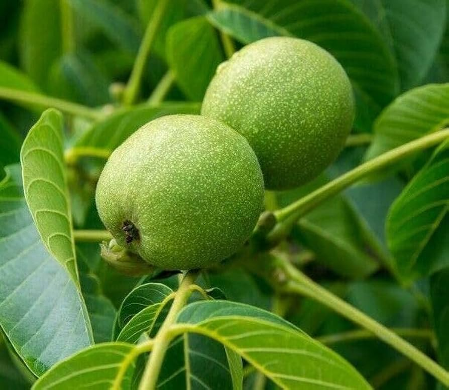 2 Black Walnut Trees Bare Root 2ft Tall Juglans nigra Nut-Producing Shade Trees for Landscaping and Orchards