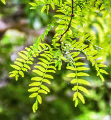 Live Bare Root Thornless Honey Locust Tree 18"-24" Gleditsia triacanthos var. inermis Hardy Shade Tree for Landscaping