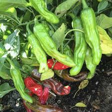 Shishito Pepper Seeds 10 Count, Mild Japanese Pepper, Capsicum annuum for Grilling and Sautéing, Easy to Grow