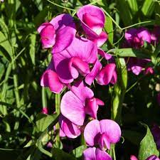 50 Sweet Pea Seeds - Fragrant Pink & White Blooms for Climbing Vines - Lathyrus odoratus - Ideal for Garden Trellises