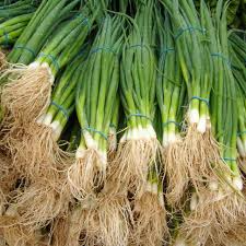 Onion Bunching Seeds 1g Tokyo Long White Heirloom Non-GMO Allium fistulosum Mild Flavor Easy to Grow High Yield Scallion