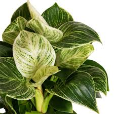 Philodendron Birkin Starter Plant - Variegated White Wave Foliage - Philodendron sp. - Easy Care Indoor Houseplant