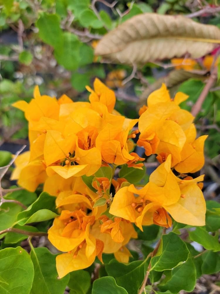 Gold Yellow Bougainvillea Starter Plant - Bougainvillea glabra - Vibrant Tropical Paper Flower Seedling for Gardens & Containers