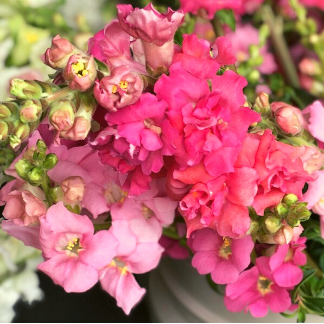 Snapdragon Seeds - 1000+ Madame Butterfly Rose - Antirrhinum majus - Double-Petaled, Ruffled Blooms for Garden & Cut Flowers