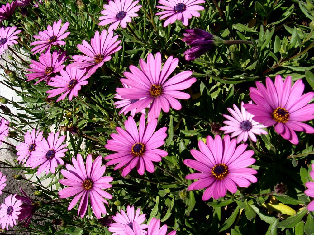 200+ Dark Purple Cape Daisy Seeds - Osteospermum ecklonis - Drought-Tolerant Flowers for Garden Beds, Borders & Containers