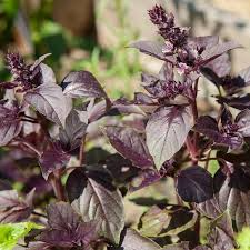 Dark Opal Basil Seeds | Heirloom Non-GMO | Deep Purple Leaves | Culinary Herb | Ocimum basilicum | Fast Growing